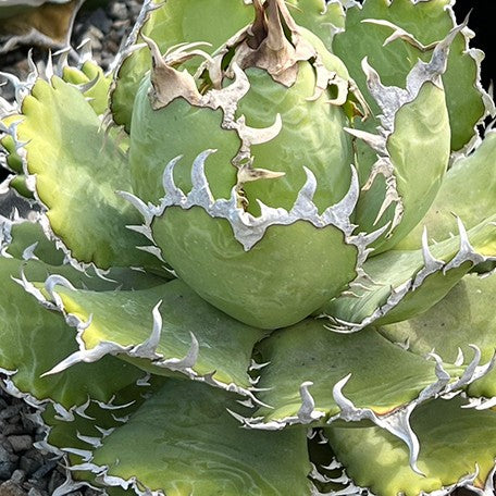 174426773372-Agave%20titanota%20'Filigree'%20%E8%8A%B1.jpg