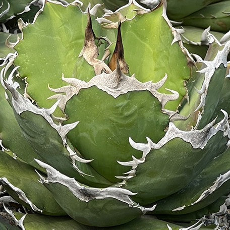 174426971562-Agave%20titanota%20'Feather'%20%E8%8A%B1.jpg