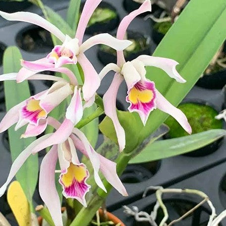 Cattleya iricolor x self 1.7