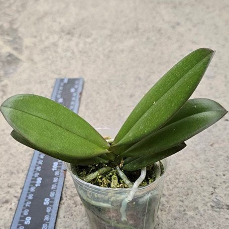 174488090229-Phal.%20Charming%20Marshmallow%20%E6%A4%8D%E6%A0%AA.jpg