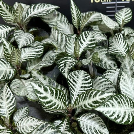 174496113150-Aphelandra%20squarrosa%20'White%20Wash'%20%E6%A4%8D%E6%A0%AA4.jpg