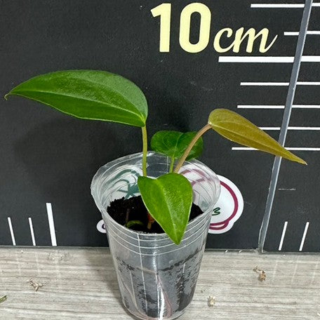 174521240823-Anthurium%20Queen%20of%20Heart%20%E6%A4%8D%E6%A0%AA1.jpg