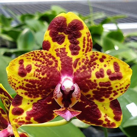 174521445372-Phal.%20GW%20Green%20World%20'Snakeskin'%20%E8%8A%B11.jpg