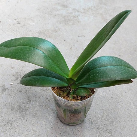 174557314946-Phal.%20Clone%20Pink%20Waterfall%20%E6%A4%8D%E6%A0%AA.jpg