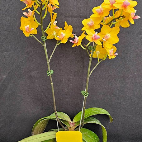174616274217-Phal.%20Charming%20Little%20Gold%20%E8%8A%B13.jpg