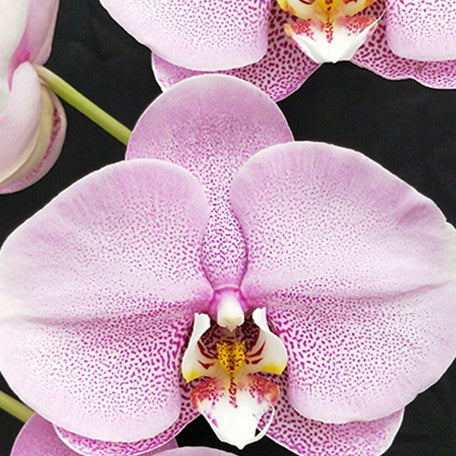 174616870926-Phal.%20Charming%20%20Cloud%20%20Fairy%20%E8%8A%B1.jpg
