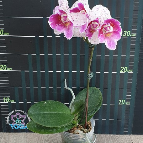 174624791994-Phal.%20Shalu%20Rose%20%C3%97%20Yu%20Pin%20Fire%20Works%20(peloric)%20%E8%8A%B1.jpg
