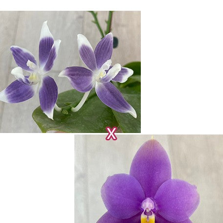 174643315872-Phal.%20Sakura%20Hime%20%C3%97%20Miki%20Smile%20'1332'%20%20%E6%AB%BB%E8%8A%B1%E5%85%AC%E4%B8%BB%20%C3%97%20%E7%BE%8E%E7%90%AA%E5%BE%AE%E7%AC%91%20'1332'%20%E8%8A%B1.jpg