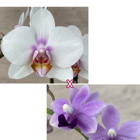 174709661854-Phal.%20Miki%20Smile%20'1332'%20%C3%97%20Tzu%20Chiang%20Sapphire%20%E7%BE%8E%E7%90%AA%E5%BE%AE%E7%AC%91%20'1332'%20%C3%97%20%E7%B4%AB%E5%BC%8F%E9%83%A8.jpg