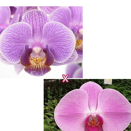 174710878794-Phal.%20Younghome%20Purple%20Baby%20'07122'%20%C3%97%20Pintung%20Pink%20%E7%B4%AB%E5%A8%83%E5%A8%83%20'07122'%20%C3%97%20%E5%B1%8F%E6%9D%B1%E7%BE%8E%E4%BA%BA%20%E8%8A%B11.jpg