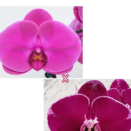174718867866-Phal.%20Miki%20Jenny%20'600'%20%C3%97%20OX%20Spot%20Queen%20'1460'%20%E7%BE%8E%E7%90%AA%E7%8F%8D%E5%A6%AE%20'600'%20%C3%97%20%E8%83%AD%E8%84%82%20'1460'%20%E8%8A%B11.jpg