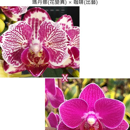 174729945478-Phal.%20OX%20Madonna%20(peloric)%20%C3%97%20Sogo%20Yenlin%20'Coffee'%20(variegata)%20%E7%91%AA%E4%B8%B9%E5%A8%9C(%E8%8A%B1%E8%AE%8A%E7%95%B0)%20%C3%97%20%E5%92%96%E5%95%A1(%E5%87%BA%E8%97%9D)%20%E8%8A%B11.jpg