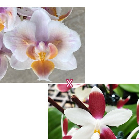 174735423847-Phal.%20Miki%20Good%20Idea%20(peloric%20-%202%20eyes)%20%C3%97%20tetraspis%20'C2'%20%E5%A5%BD%E9%BB%9E%E5%AD%90%20(%E5%85%A9%E7%9C%BC)%20%C3%97%20%E7%9B%BE%E8%8A%B1%E8%9D%B4%E8%9D%B6%20'C2'%20%E8%8A%B11.jpg