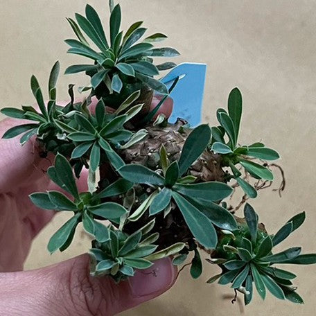 174917292718-Euphorbia%20'Gabisan'%20%E5%B3%A8%E5%B5%8B%E5%B1%B1%20%E6%A4%8D%E6%A0%AA2.jpg