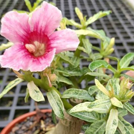 174921055019-Adenium%20obesum%20'Spot'%20%E8%8A%B11.jpg