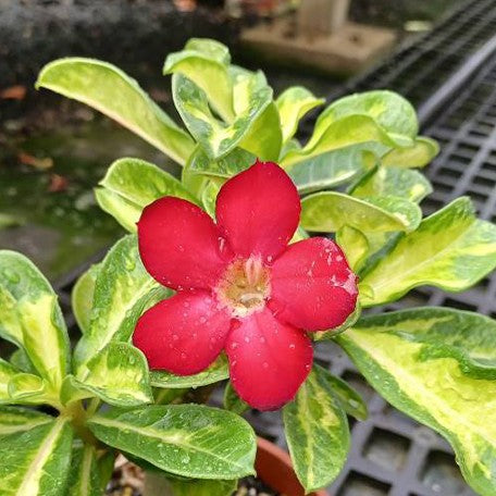 174921097515-Adenium%20obesum%20'Red'%20%E8%8A%B11.jpg
