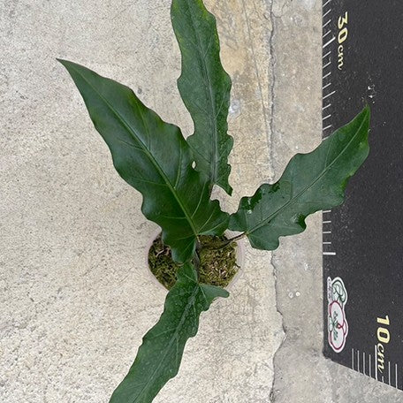 174944719887-Alocasia%20lauterbachiana%20%E6%A4%8D%E6%A0%AA2.5''2.jpg