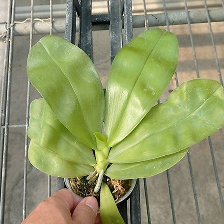 175263069128-Phal.%20tetraspis%20%C3%97%20violacea%20var.%20indigo%20%E7%9B%BE%E8%8A%B1%20%C3%97%20%E7%A1%AC%E5%9C%B0%E7%8B%97%202.5''%E6%A4%8D%E6%A0%AA2.jpg