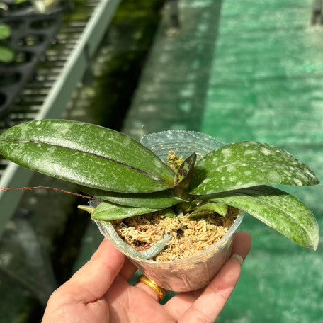 175280873637-Phal.%20Ron-E%20Glamor%20'3391'%202.5''%E6%A4%8D%E6%A0%AA1.jpg