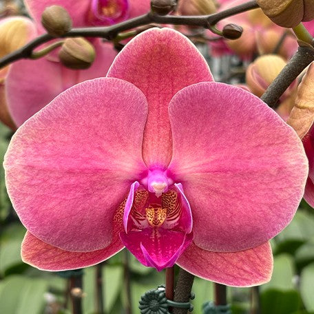 175309058987-Phal.%20Ben%20Yu%20Coral%20Lady%20%E8%8A%B11.jpg