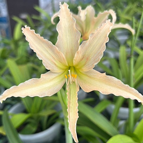 175316210635-Hippeastrum%20evansiae%20%E8%8A%B13.jpg