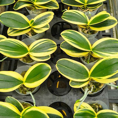 175317493960-Phal.%20Sogo%20Vivien%20'Variegata'%20%E6%A4%8D%E6%A0%AA2.5''2.jpg