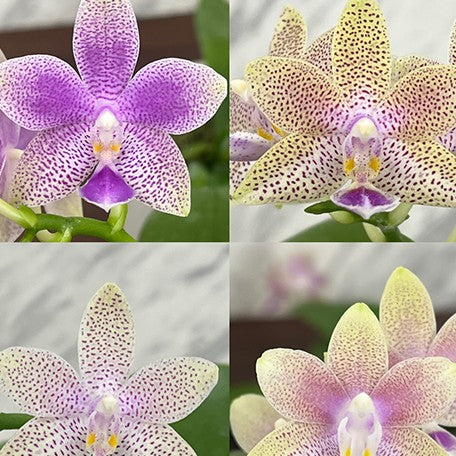 175376596920-Phal.%20Miki%20Golden%20Sand%20'1363'%20(peloric%20-%202%20eyes)%20%C3%97%20(tetrasampo%20%C3%97%20Yaphon%20Sir)%20%E8%8A%B13.jpg