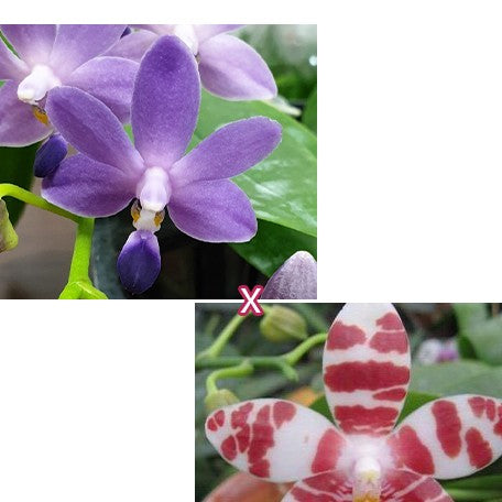 175385221459-Phal.%20Purple%20Martin%20var.%20blue%20%C3%97%20Tetrasambo%20'764'%20%E8%8A%B11.jpg