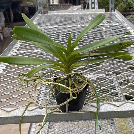 175386959932-Aerides%20flabellata%20%C3%97%20sib%20%E6%A4%8D%E6%A0%AA2.5''1.jpg