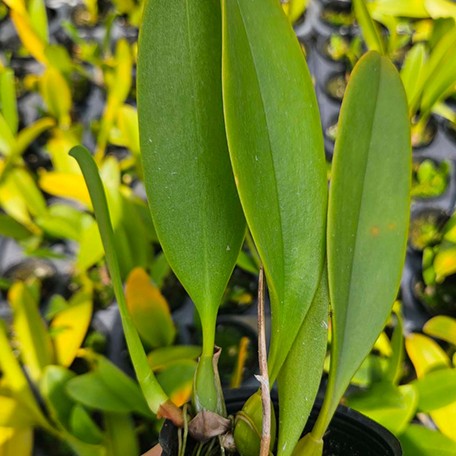 175401705813-Bulb.%20grandiflorum%20%C3%97%20sib%20%E6%A4%8D%E6%A0%AA2.5''1.jpg
