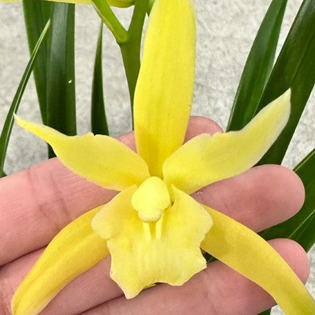 175427059680-Cym.%20Golden%20Elf%20(variegata)%20%E8%8A%B14.jpg