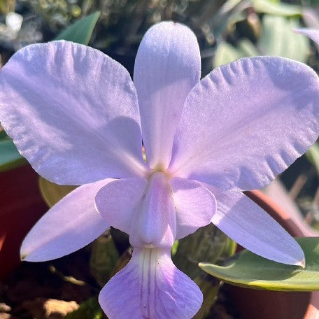 175452589465-C.%20walkeriana%20var.%20coerulea%20'Edward'%20SMJOS%20%E8%8A%B11.jpg