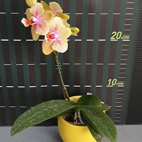 175455405144-Phal.%20Miki%20Fire%20Bat%20'%20Venus%20'%20%E7%81%AB%E8%9D%99%E8%9D%A0%20'%E7%B6%AD%E7%B4%8D%E6%96%AF'%20%E8%8A%B12.jpg