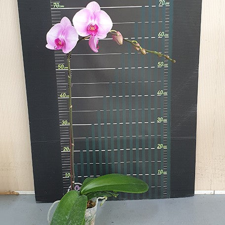 175523579787-Phal.%20Miki%20Pink%20Lady%20'3591'%20%E8%8A%B13.jpg