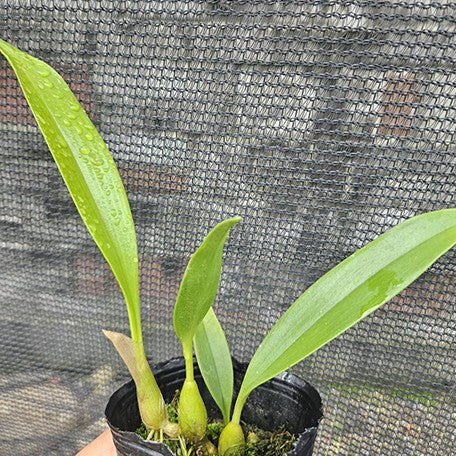 175567648099-Bulb.%20dearei%20%C3%97%20sib%20%E6%A4%8D%E6%A0%AA2.5''1.jpg