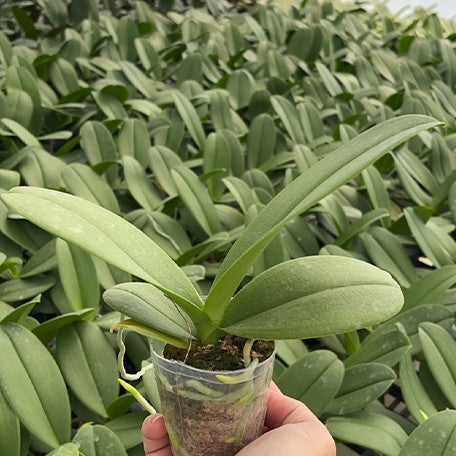 175585340434-Phal.%20Purple%20Loli%20%E6%A4%8D%E6%A0%AA2.5''1.jpg
