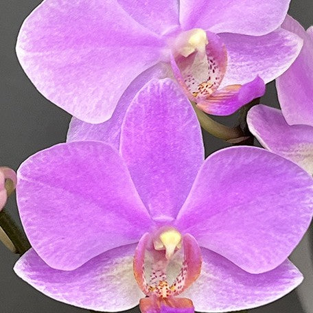 175619447320-Phal.%20Hatuyuki%20'Pink'%20%E8%8A%B14.jpg
