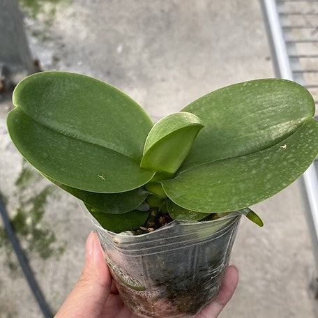 175619468897-Phal.%20Jia%20Ho%20Summer%20Love%20%C3%97%20Summer%20Breath%20%E6%A4%8D%E6%A0%AA2.5''3.jpg
