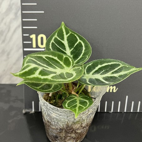 Anthurium 'Dorayaki' 2.5