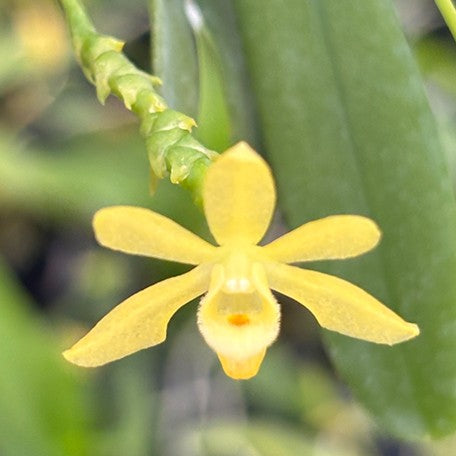 175678187030-Thrixspermum%20hystrix%20%E8%8F%B2%E5%BE%8B%E8%B3%93%E9%A2%A8%E9%88%B4%E8%98%AD%20%E8%8A%B11.jpg