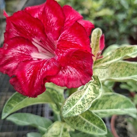 175678533498-Adenium%20obesum%20'Golden%20Bambi'%20%E9%87%91%E6%96%91%E6%AF%94%20%E8%8A%B11.jpg