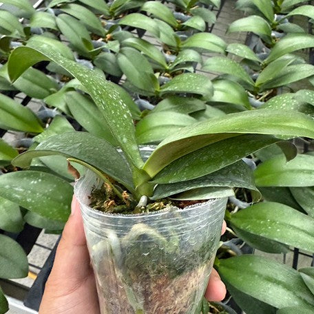 175758014596-Phal.%20Fangmei%20Green%20World%20%E6%A4%8D%E6%A0%AA2.5''%201.jpg