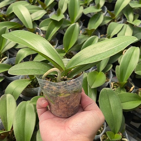 175886938014-Phal.%20Younghome%20Sunday%20%E6%A4%8D%E6%A0%AA2.5''1.jpg
