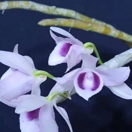 Dendrobium Super Nestor var. coerulea 2.0