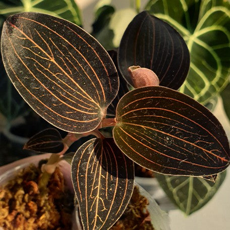 Dossinia marmorata 逆花タイプ TheGAKI ジュエルオーキッド