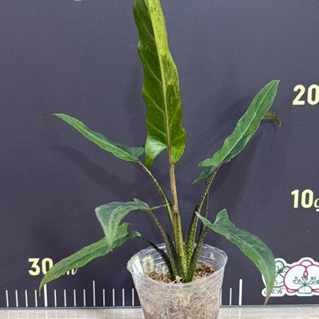 176068810322-Alocasia%20lauterbachiana%20'Variegated'%20%E6%A4%8D%E6%A0%AA2.5''%202.jpg