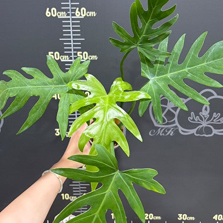 philodendron radiatum price Philodendron radiatum 3.0" – OrchidBox Wholesale