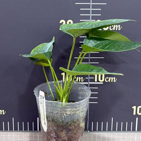 176120288157-Anthurium%20andraeanum%20sp.%20red%20%E7%B4%85%E6%8E%8C%E7%81%AB%E9%B6%B4%20%E6%A4%8D%E6%A0%AA3''%201.jpg