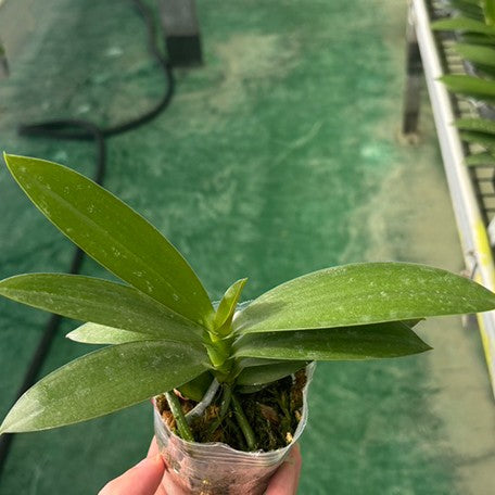 176154520483-Phal.%20Miki%20Fire%20Bat%20'Tanjirou'%20%E6%A4%8D%E6%A0%AA2.5''1.jpg
