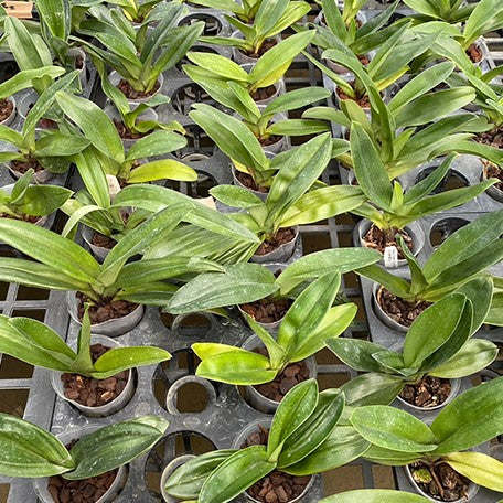176181148578-Paph.%20Complex%20type%20'Red'%20%C3%97%20sib%20%E6%A4%8D%E6%A0%AA2.5''%203.jpg